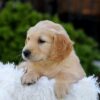 Image of Nellie, a Golden Retriever puppy