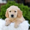 Image of Nellie, a Golden Retriever puppy