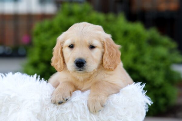 Image of Nellie, a Golden Retriever puppy