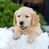 Image of Nellie, a Golden Retriever puppy