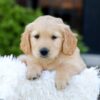 Image of Nellie, a Golden Retriever puppy