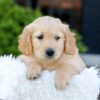 Image of Nellie, a Golden Retriever puppy