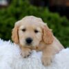 Image of Nellie, a Golden Retriever puppy