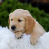 Image of Nellie, a Golden Retriever puppy