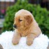 Image of Nico, a Golden Retriever puppy
