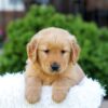 Image of Nico, a Golden Retriever puppy