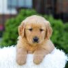 Image of Nico, a Golden Retriever puppy