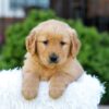Image of Nico, a Golden Retriever puppy
