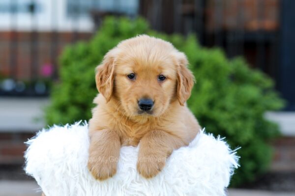 Image of Nico, a Golden Retriever puppy