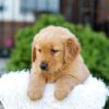 Image of Nico, a Golden Retriever puppy