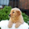 Image of Nico, a Golden Retriever puppy