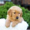 Image of Nico, a Golden Retriever puppy