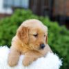 Image of Nico, a Golden Retriever puppy