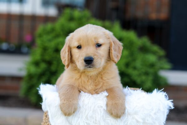 Image of Noelle, a Golden Retriever puppy