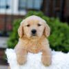 Image of Noelle, a Golden Retriever puppy