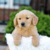 Image of Noelle, a Golden Retriever puppy
