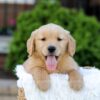 Image of Noelle, a Golden Retriever puppy