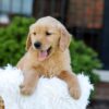 Image of Noelle, a Golden Retriever puppy