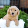 Image of Noelle, a Golden Retriever puppy