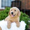 Image of Noelle, a Golden Retriever puppy