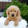 Image of Nyla, a Golden Retriever puppy
