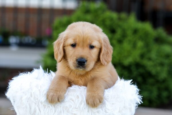 Image of Nyla, a Golden Retriever puppy