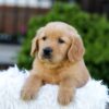 Image of Nyla, a Golden Retriever puppy