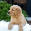Image of Nyla, a Golden Retriever puppy