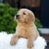 Image of Nyla, a Golden Retriever puppy