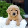 Image of Nyla, a Golden Retriever puppy