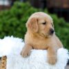 Image of Nyla, a Golden Retriever puppy