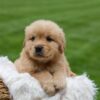 Image of Oakley, a Golden Retriever puppy