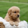 Image of Oakley, a Golden Retriever puppy