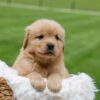 Image of Oakley, a Golden Retriever puppy