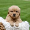 Image of Oakley, a Golden Retriever puppy