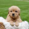 Image of Oakley, a Golden Retriever puppy