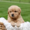 Image of Oakley, a Golden Retriever puppy