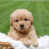 Image of Oakley, a Golden Retriever puppy