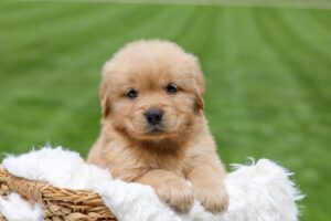 Image of Oakley, a Golden Retriever puppy