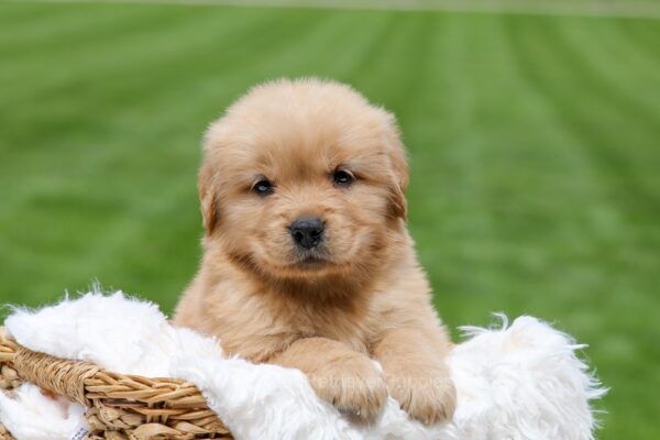 Image of Oakley, a Golden Retriever puppy