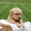 Image of Oakley, a Golden Retriever puppy