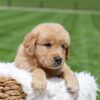 Image of Omar, a Golden Retriever puppy