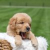 Image of Omar, a Golden Retriever puppy