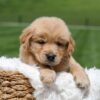Image of Omar, a Golden Retriever puppy