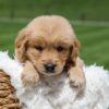 Image of Omar, a Golden Retriever puppy