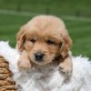 Image of Omar, a Golden Retriever puppy