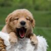 Image of Omar, a Golden Retriever puppy