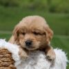 Image of Omar, a Golden Retriever puppy