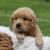 Image of Omar, a Golden Retriever puppy