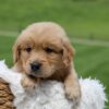Image of Omar, a Golden Retriever puppy